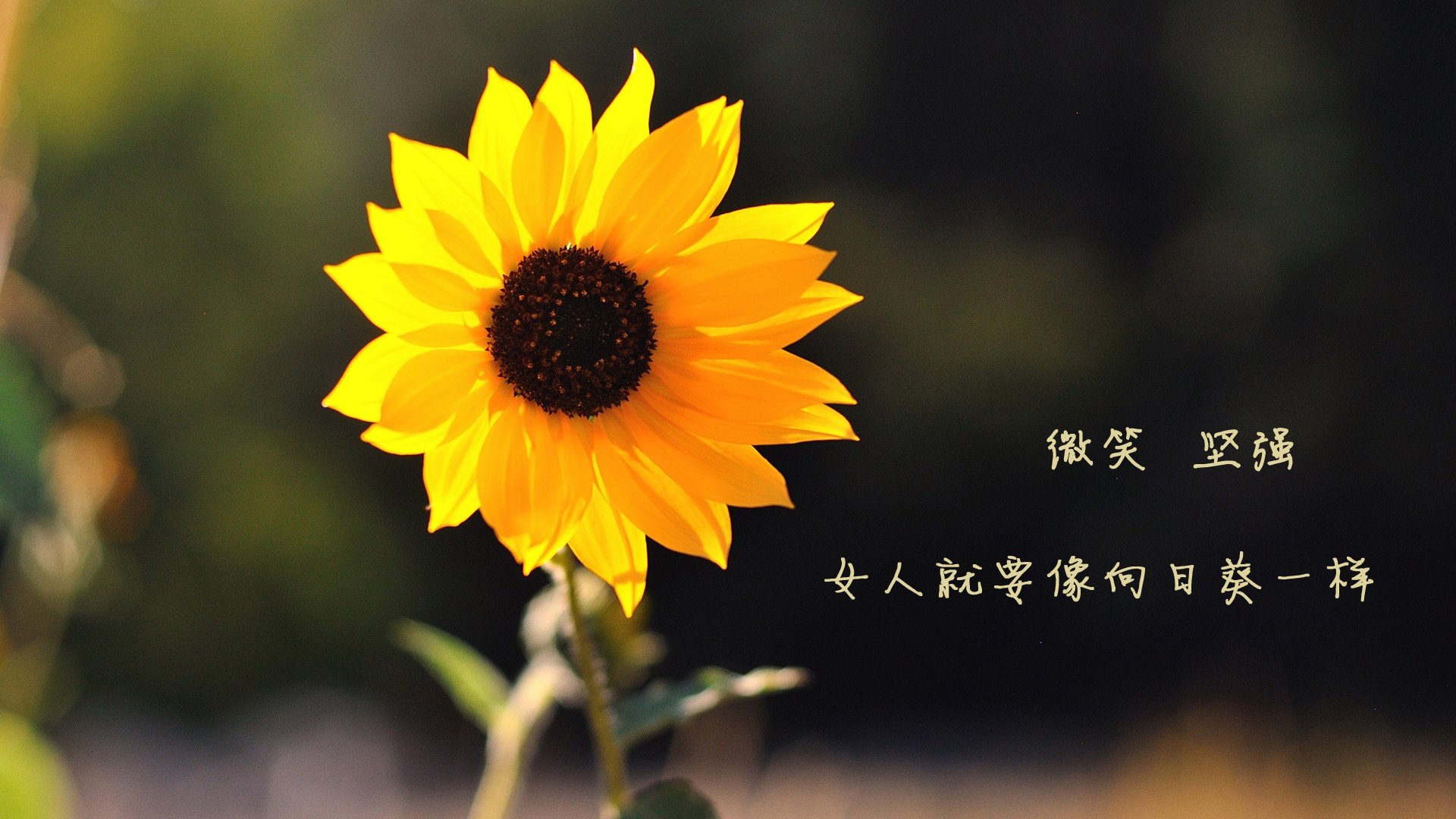 特色城市滑轮速降，街头极速的最新运动风潮，轮滑速降是什么意思